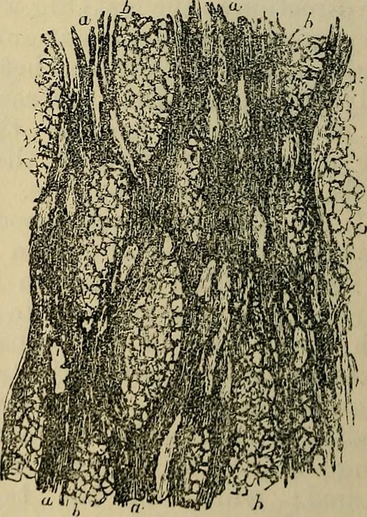 An illustration from The microscope and its revelations, 1881, leaf 513