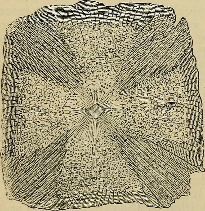 An illustration from The microscope and its revelations, 1881, leaf 515