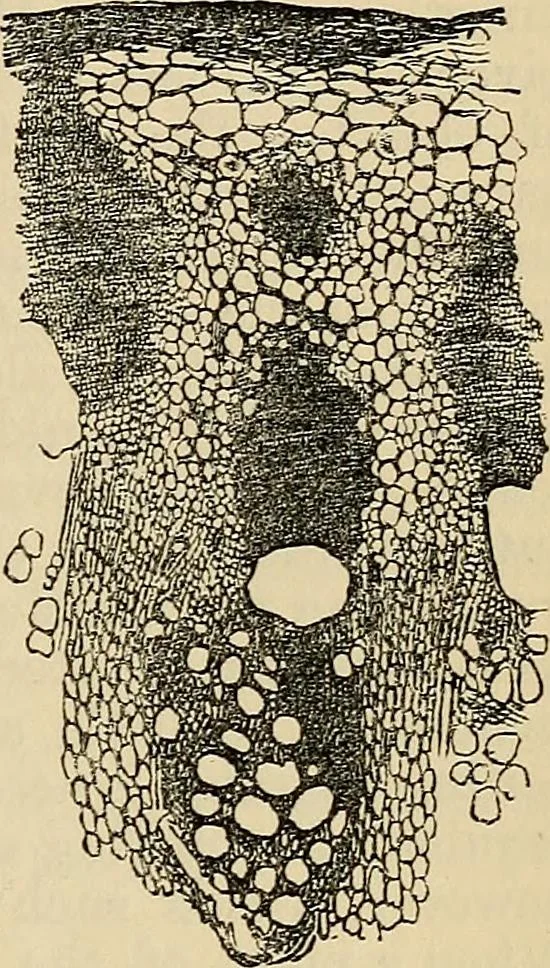 An illustration from The microscope and its revelations, 1881, leaf 516