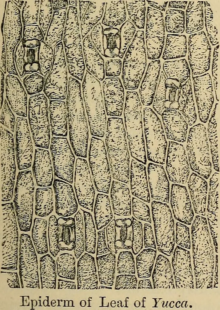An illustration from The microscope and its revelations, 1881, leaf 518