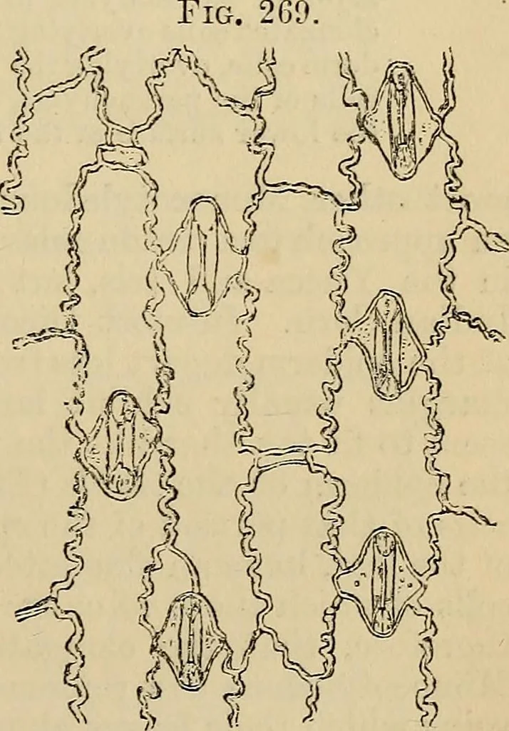 An illustration from The microscope and its revelations, 1881, leaf 518
