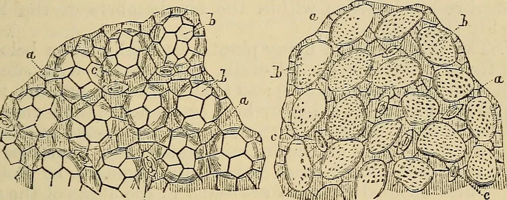 An illustration from The microscope and its revelations, 1881, leaf 520
