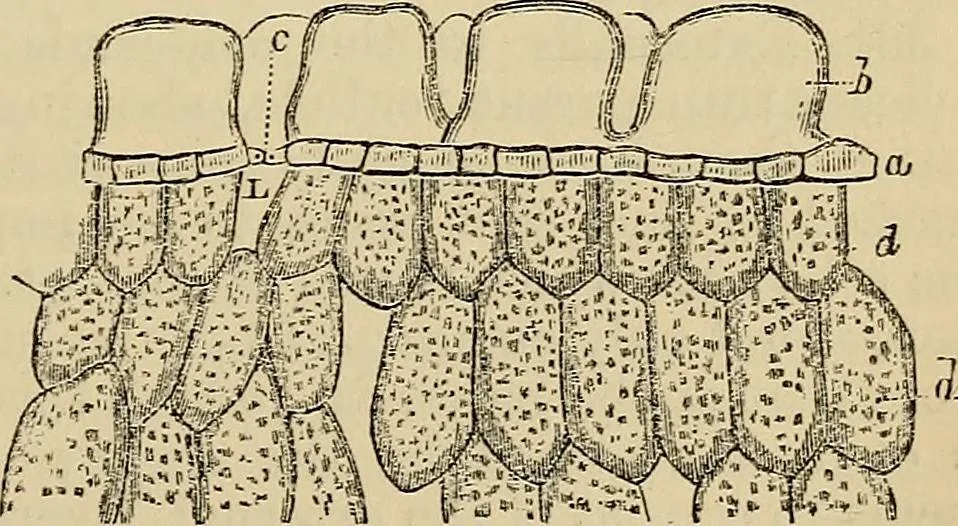 An illustration from The microscope and its revelations, 1881, leaf 520