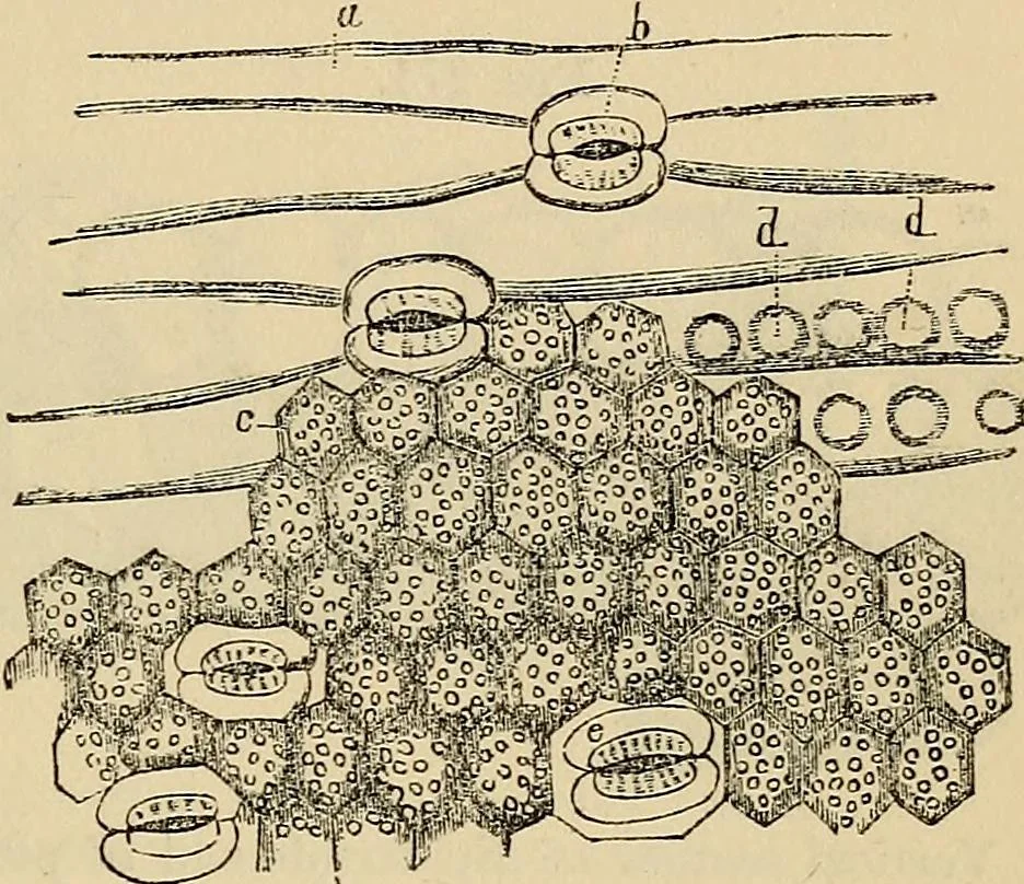 An illustration from The microscope and its revelations, 1881, leaf 522