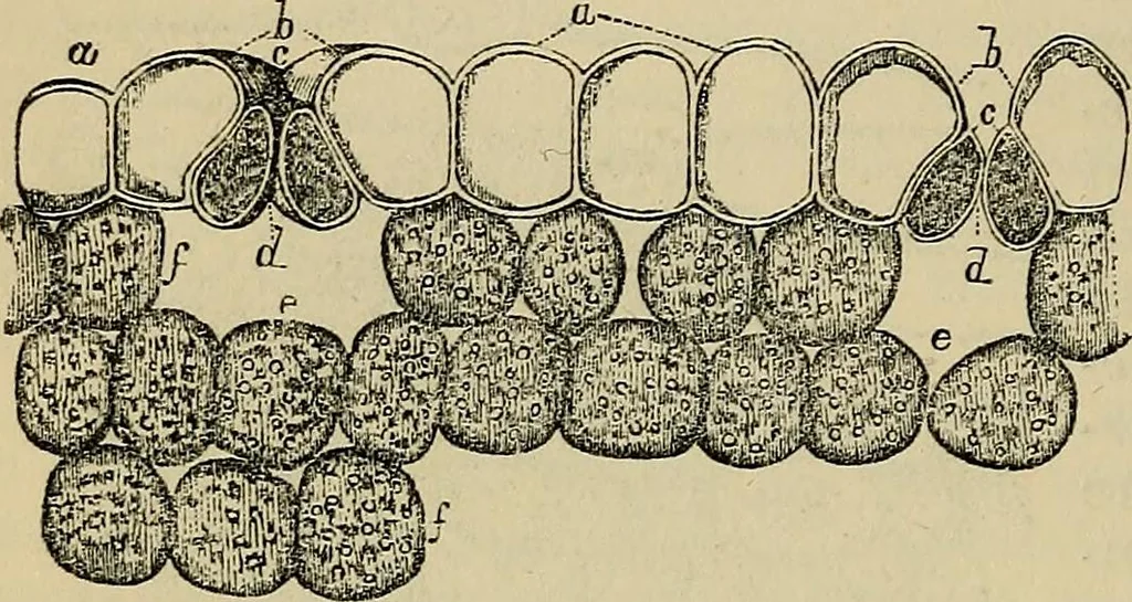 An illustration from The microscope and its revelations, 1881, leaf 523