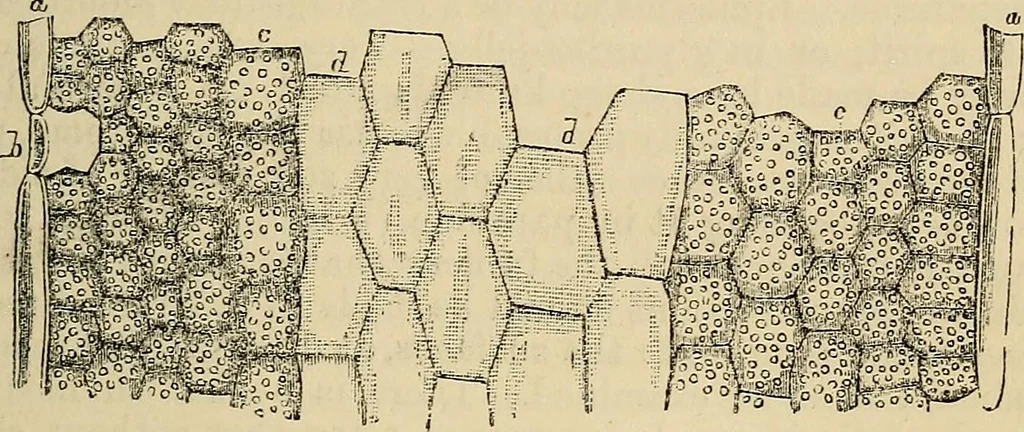 An illustration from The microscope and its revelations, 1881, leaf 524