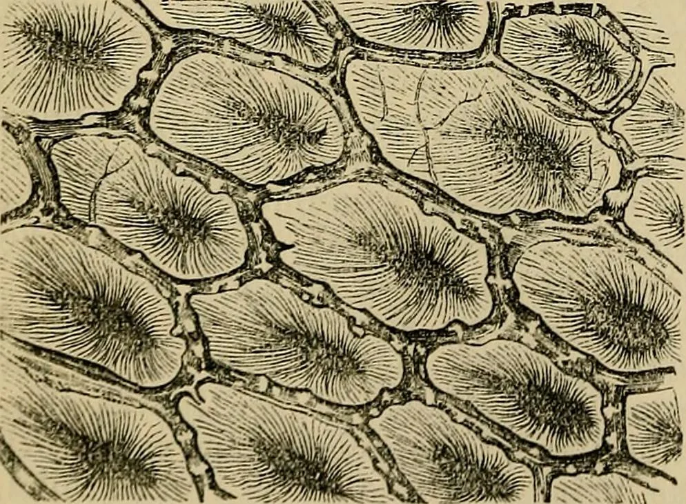 An illustration from The microscope and its revelations, 1881, leaf 525