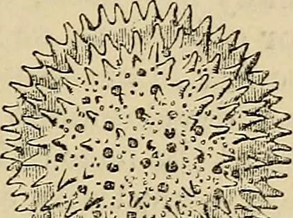 An illustration from The microscope and its revelations, 1881, leaf 528