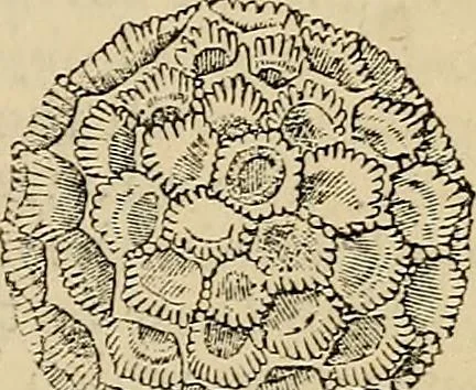 An illustration from The microscope and its revelations, 1881, leaf 528