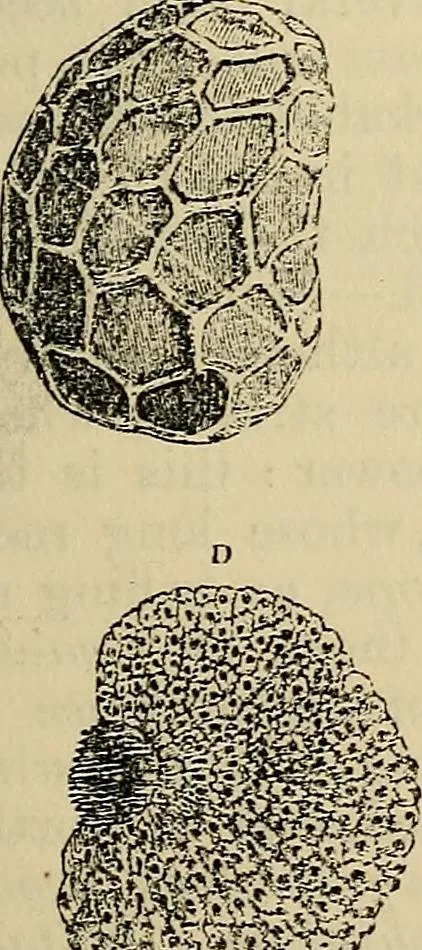 An illustration from The microscope and its revelations, 1881, leaf 530