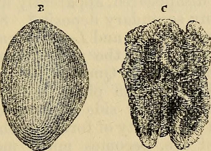 An illustration from The microscope and its revelations, 1881, leaf 530