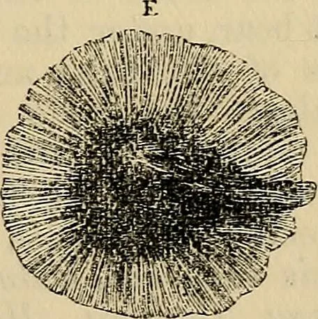 An illustration from The microscope and its revelations, 1881, leaf 530