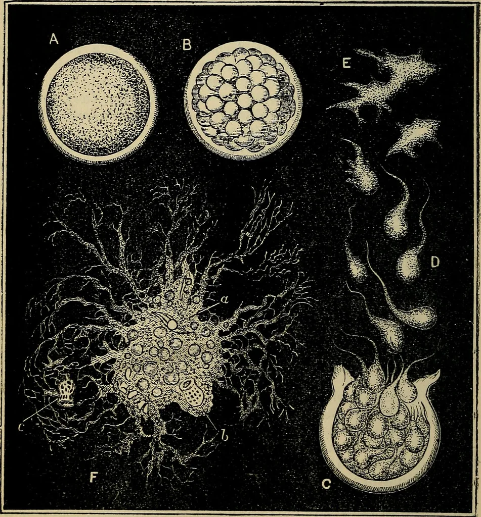 An illustration from The microscope and its revelations, 1881, leaf 535
