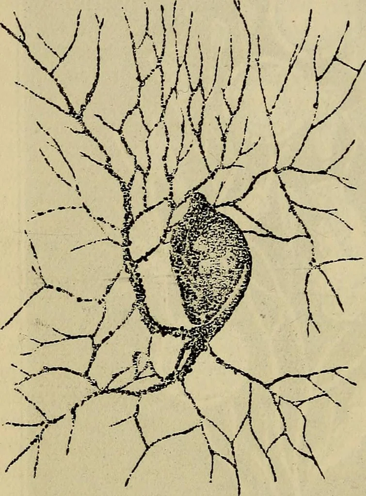 An illustration from The microscope and its revelations, 1881, leaf 539