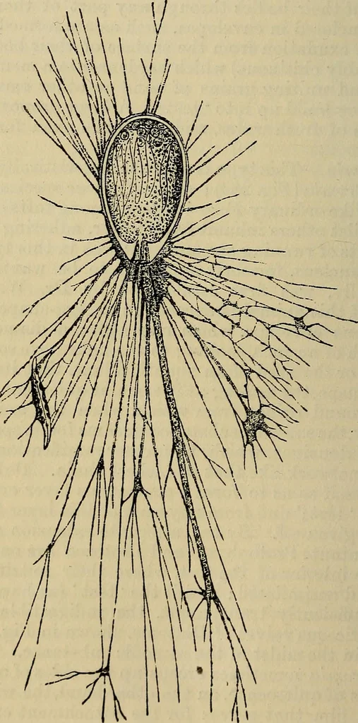 An illustration from The microscope and its revelations, 1881, leaf 543