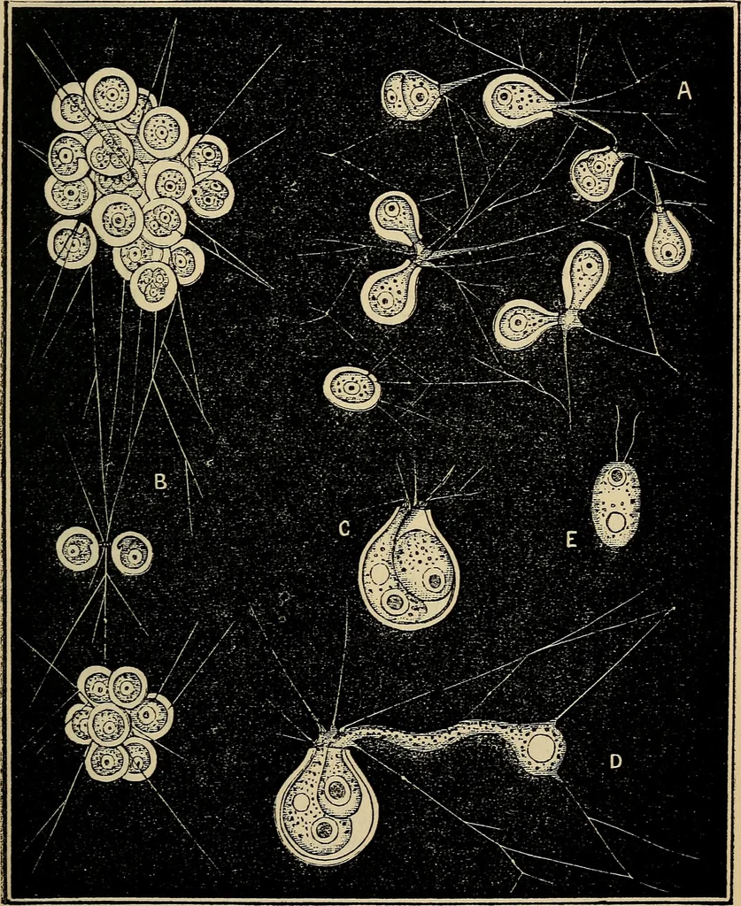An illustration from The microscope and its revelations, 1881, leaf 544