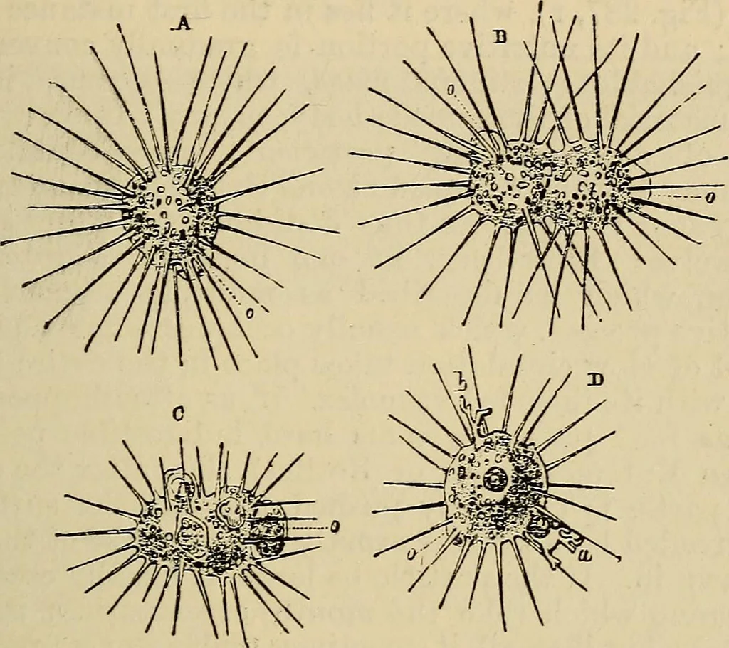 An illustration from The microscope and its revelations, 1881, leaf 546