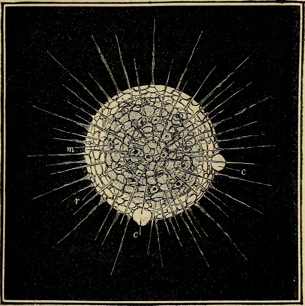 An illustration from The microscope and its revelations, 1881, leaf 548