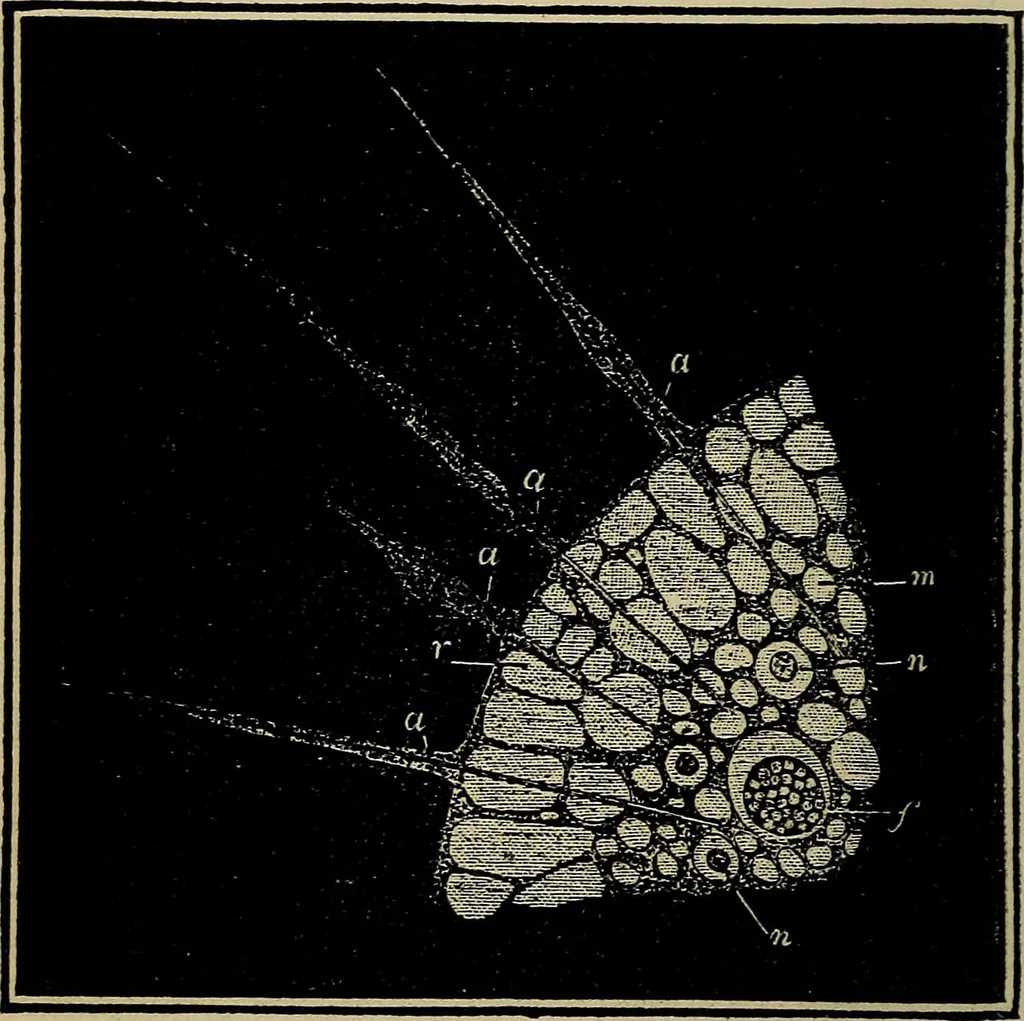 An illustration from The microscope and its revelations, 1881, leaf 549