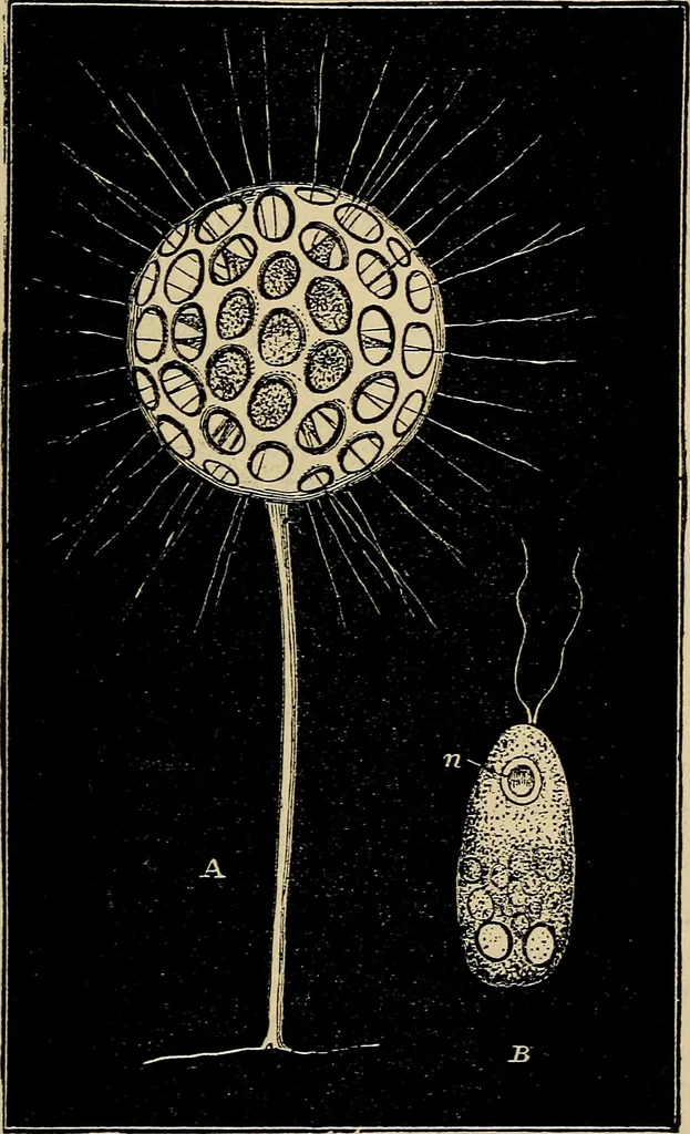 An illustration from The microscope and its revelations, 1881, leaf 550