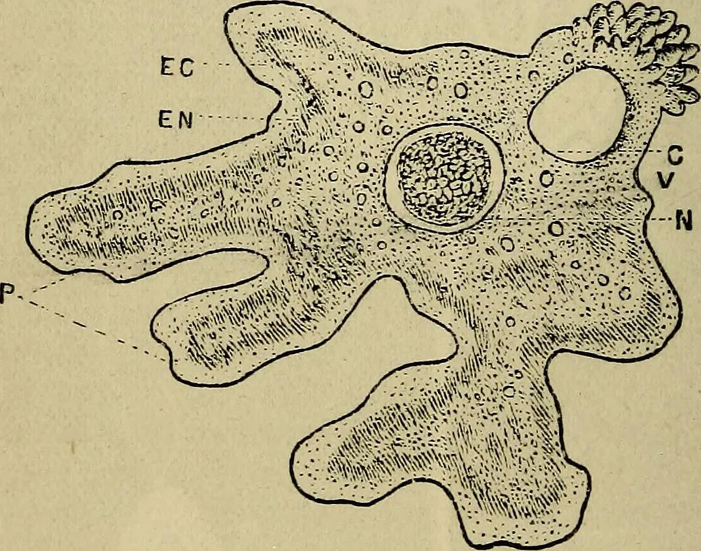 An illustration from The microscope and its revelations, 1881, leaf 551