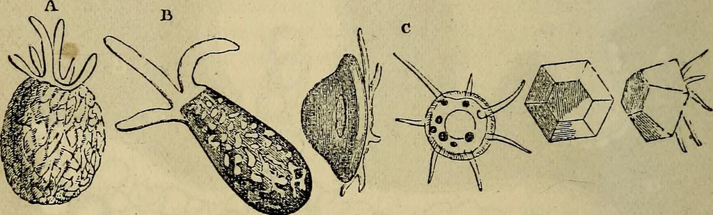 An illustration from The microscope and its revelations, 1881, leaf 555
