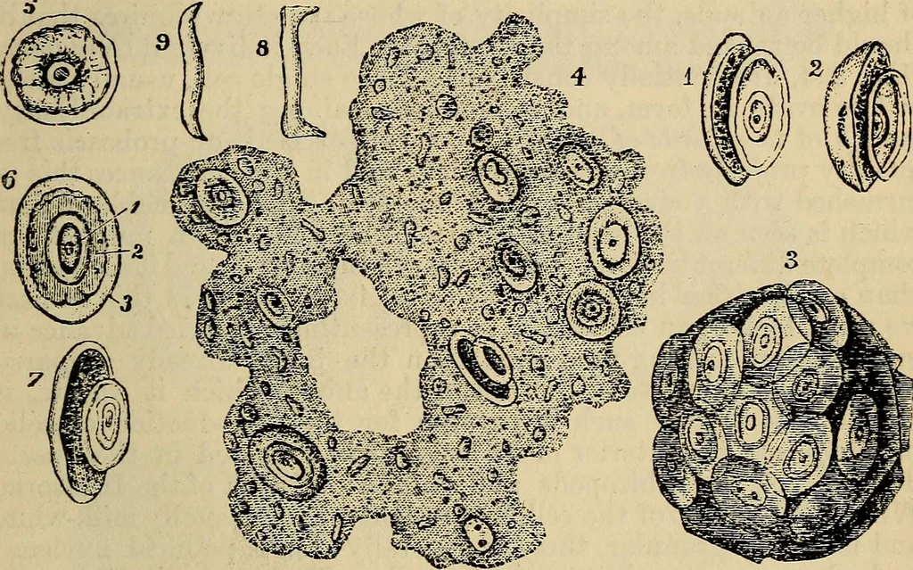An illustration from The microscope and its revelations, 1881, leaf 558