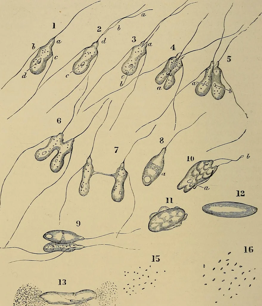 An illustration from The microscope and its revelations, 1881, leaf 565