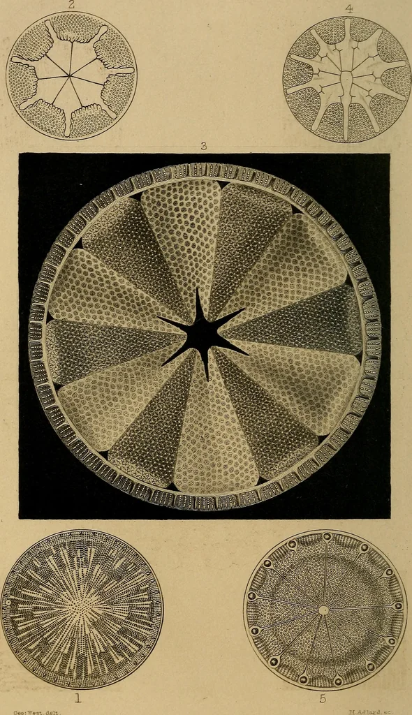 An illustration from The microscope and its revelations, 1881, leaf 57