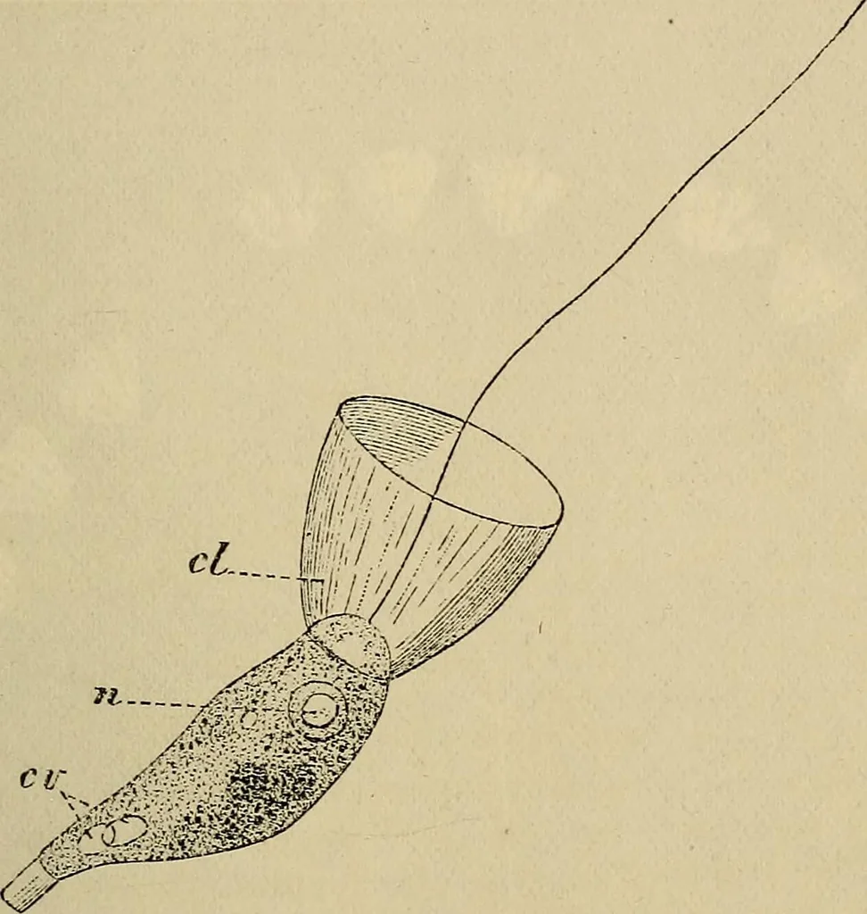 An illustration from The microscope and its revelations, 1881, leaf 572