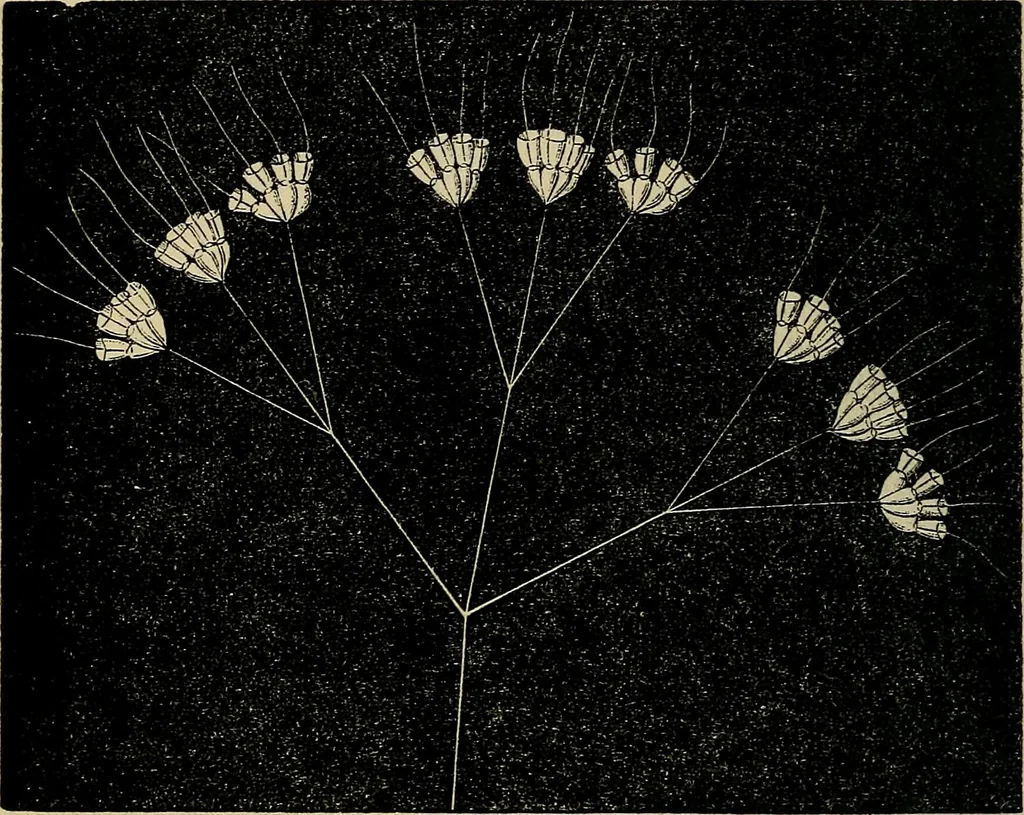 An illustration from The microscope and its revelations, 1881, leaf 573