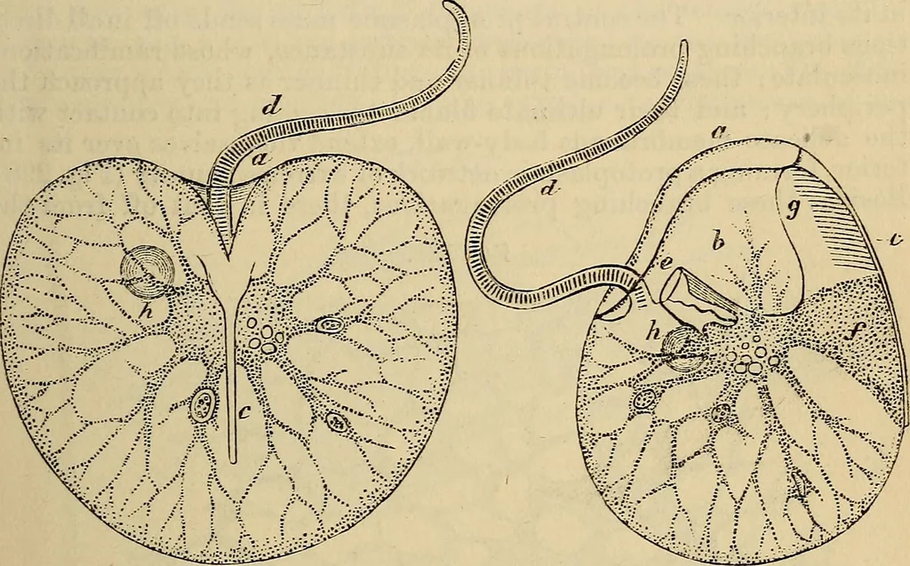 An illustration from The microscope and its revelations, 1881, leaf 574