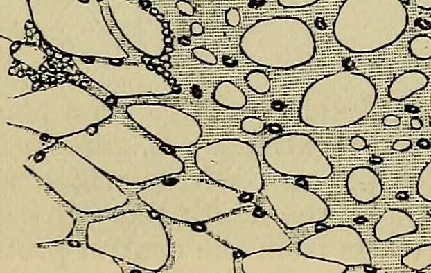 An illustration from The microscope and its revelations, 1881, leaf 575