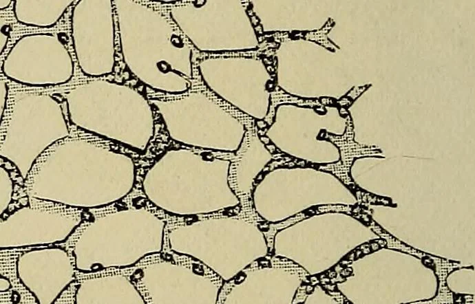 An illustration from The microscope and its revelations, 1881, leaf 575