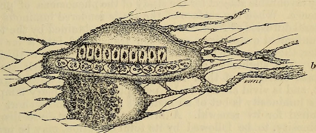 An illustration from The microscope and its revelations, 1881, leaf 576