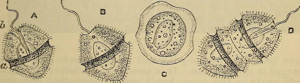 An illustration from The microscope and its revelations, 1881, leaf 578