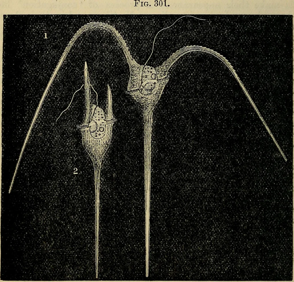An illustration from The microscope and its revelations, 1881, leaf 579