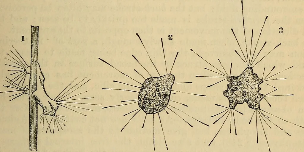 An illustration from The microscope and its revelations, 1881, leaf 582