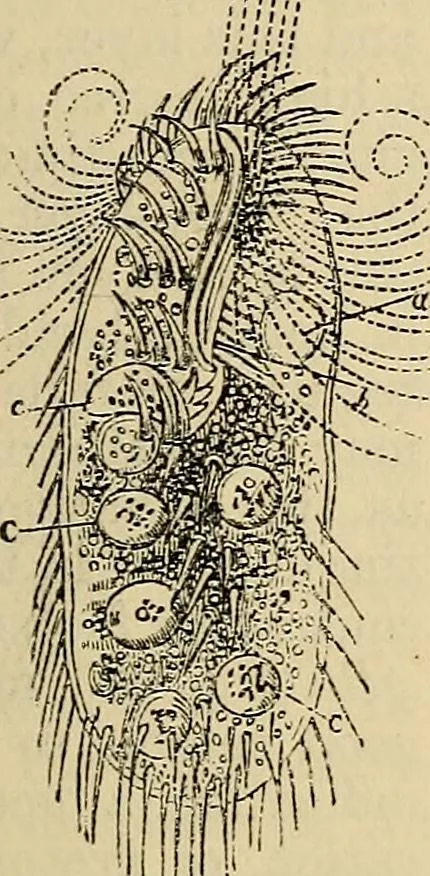 An illustration from The microscope and its revelations, 1881, leaf 584