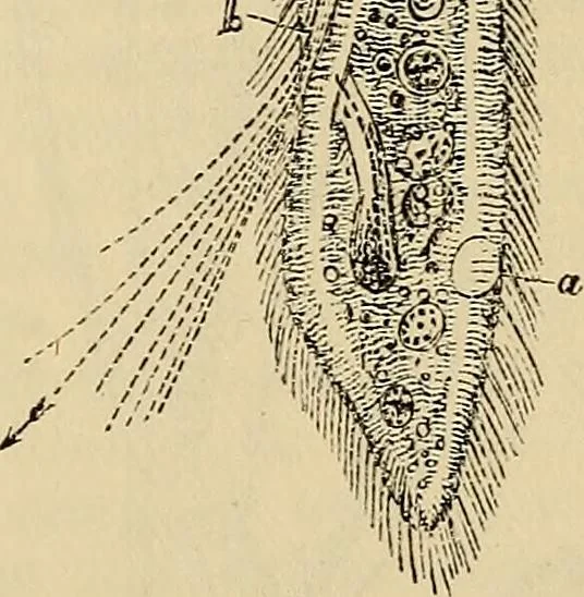 An illustration from The microscope and its revelations, 1881, leaf 584