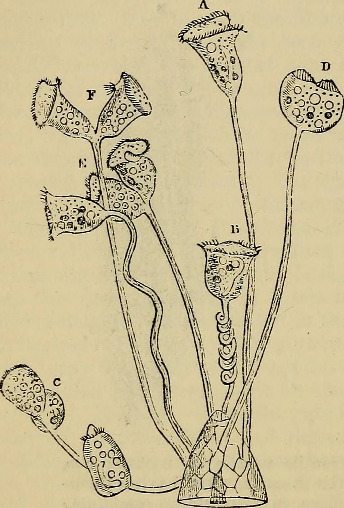 An illustration from The microscope and its revelations, 1881, leaf 585