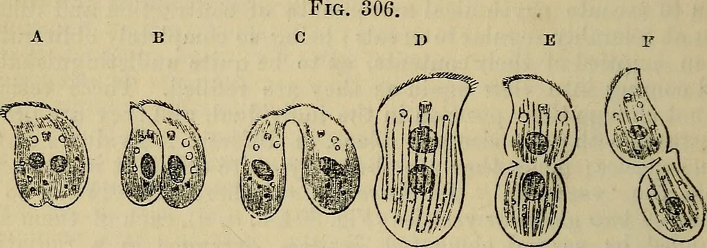 An illustration from The microscope and its revelations, 1881, leaf 589