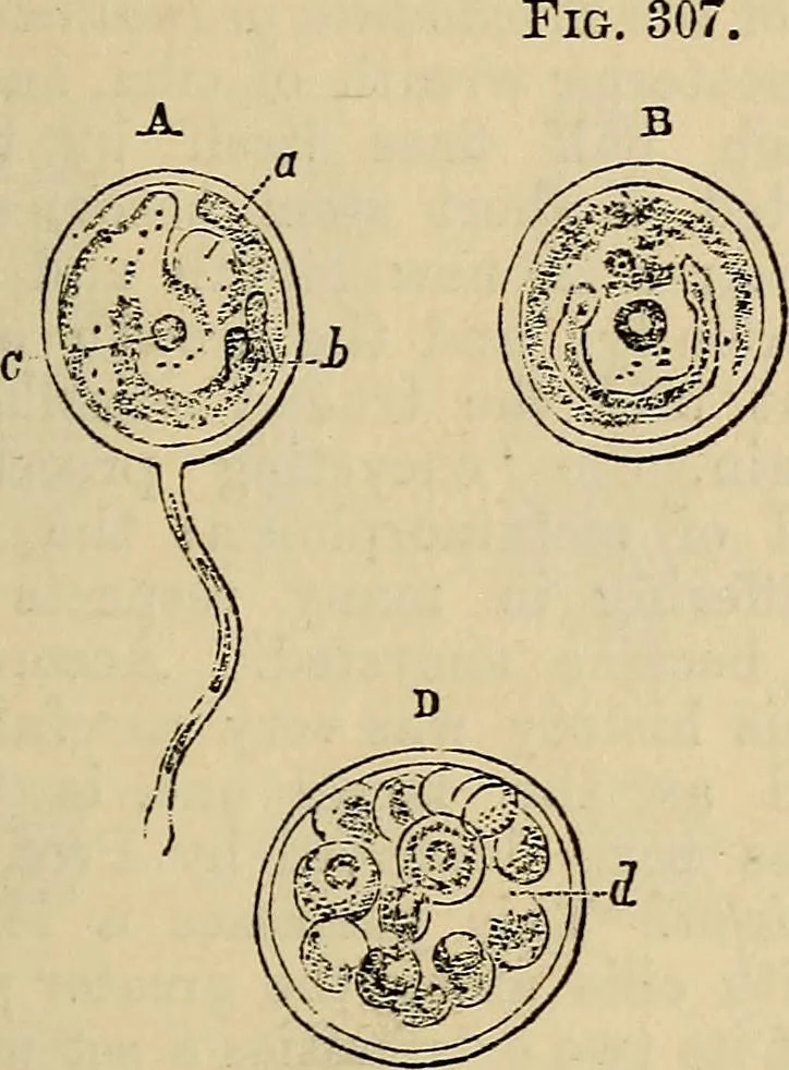 An illustration from The microscope and its revelations, 1881, leaf 590