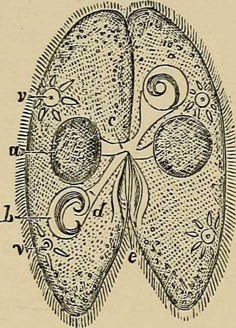 An illustration from The microscope and its revelations, 1881, leaf 595