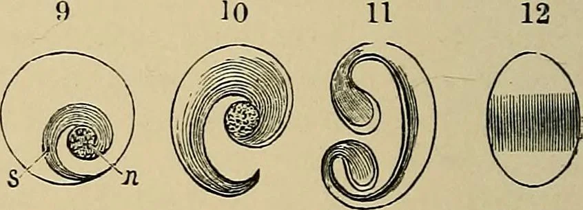 An illustration from The microscope and its revelations, 1881, leaf 595