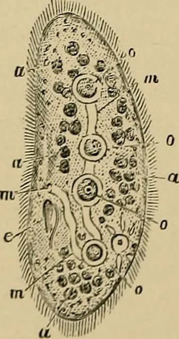 An illustration from The microscope and its revelations, 1881, leaf 595