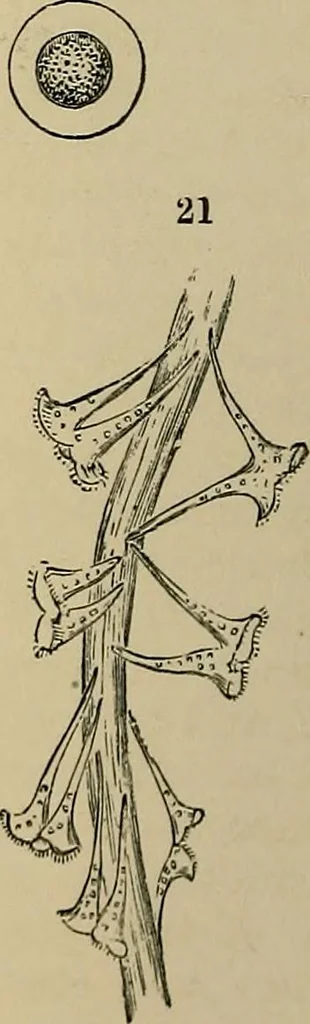 An illustration from The microscope and its revelations, 1881, leaf 595