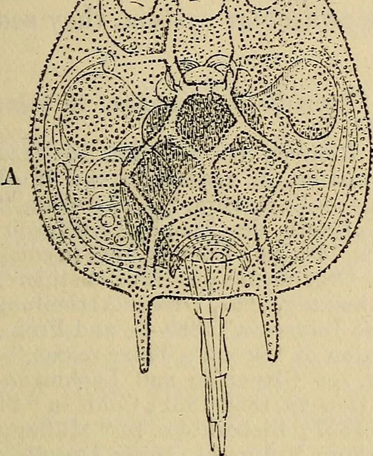 An illustration from The microscope and its revelations, 1881, leaf 610