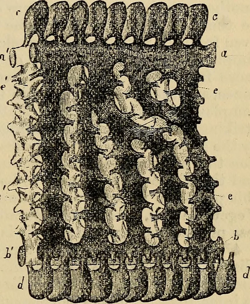 An illustration from The microscope and its revelations, 1881, leaf 628