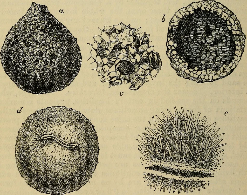An illustration from The microscope and its revelations, 1881, leaf 631